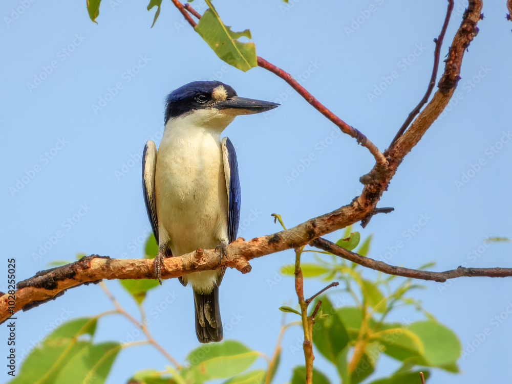 Forest Kingfisher - Todiramphus macleayii in Australia Forest Kingfisher - Todiramphus macleayii in Australia