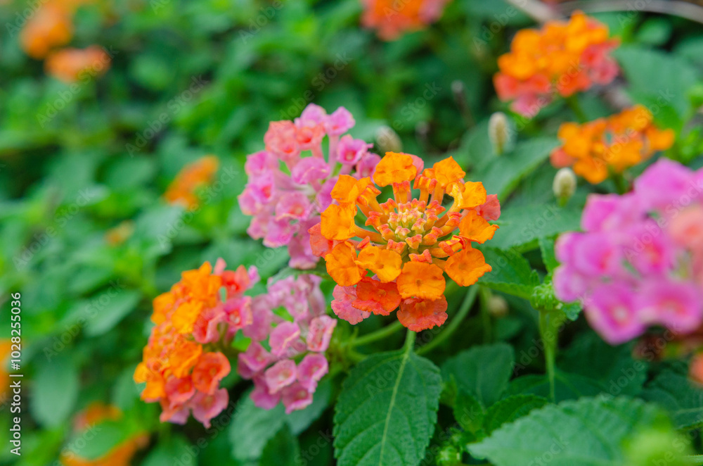 Lantana or Lantana camara flowers blooming in the morning Lantana or Lantana camara flowers blooming in the morning