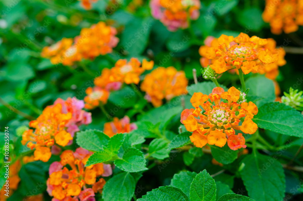 Lantana or Lantana camara flowers blooming in the morning Lantana or Lantana camara flowers blooming in the morning