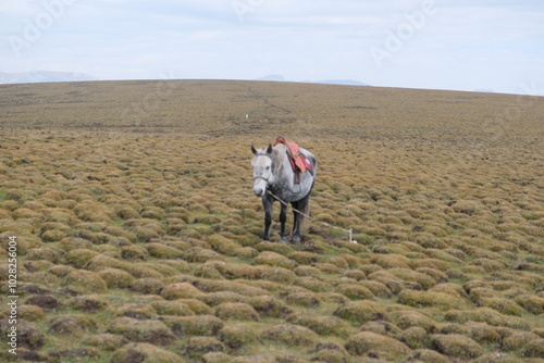 farmer in rice field