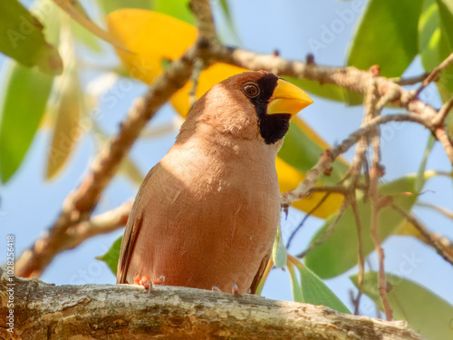 Masked Finch - Poephila personata in Australia photo