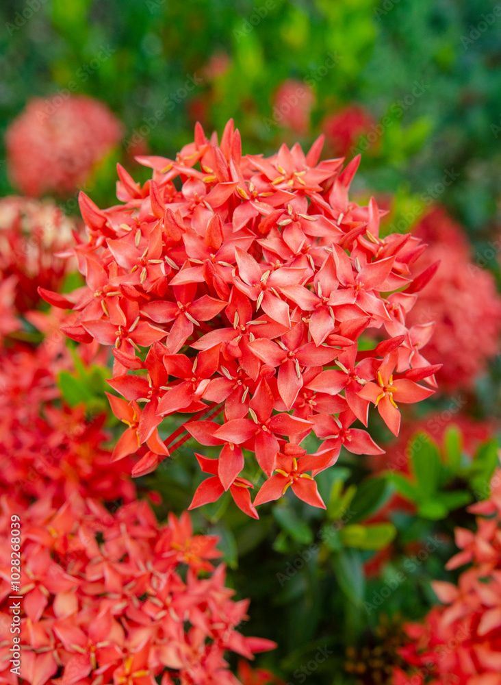 Red Ixora coccinea bloom in tropical garden. Group of elegant star-shaped flowers with detailed petals and green leaves. Floral plants for outdoor Red Ixora coccinea bloom in tropical garden. Group of elegant star-shaped flowers with detailed petals and green leaves. Floral plants for outdoor