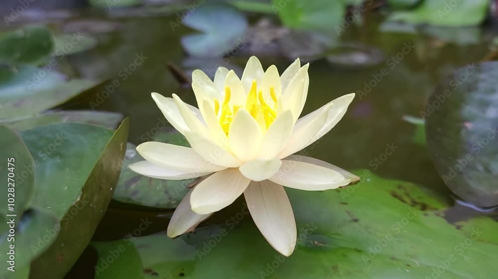 Beautiful yellow lotus flowers during the day Beautiful yellow lotus flowers during the day