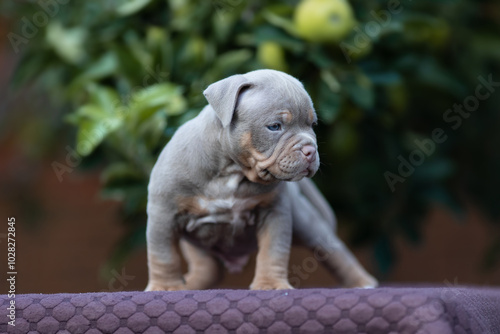 Cute little American bully puppy photo