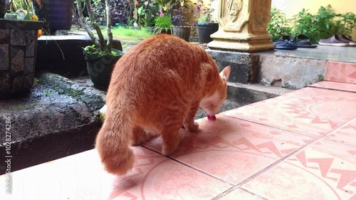 Cat Licking Wet Porch Floor After Rain photo