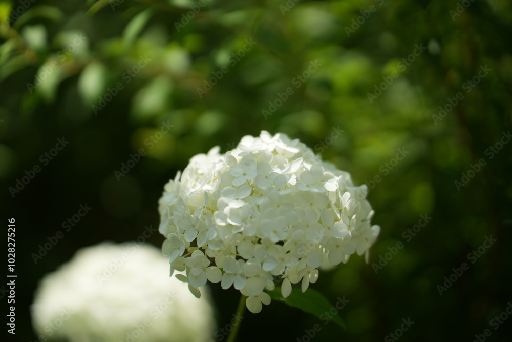 紫陽花 紫陽花