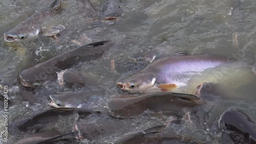 Feeding Siriped Catfish. A lot of of fish are competing for food by people photo