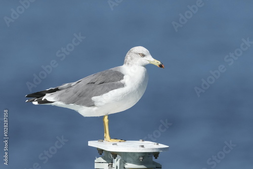 black tailed gull in a seashore