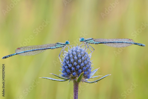 Enallagma cyathigerum (common blue dragonfly) in the grass Close-up. Macro. photo