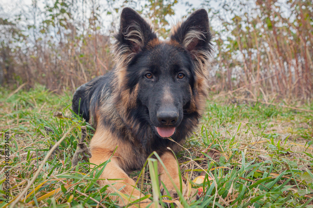 Fototapeta premium A German Shepherd dog on a walk in the park.