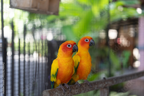 A colorful macaw parrot bird that standing on tree branch. Animal portrait photo, eye selective focus.