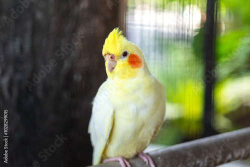 A colorful macaw parrot bird that standing on tree branch. Animal portrait photo, eye selective focus.