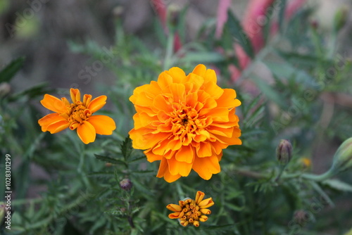 Tagetes, Calendula or Merigold yellow flower photo