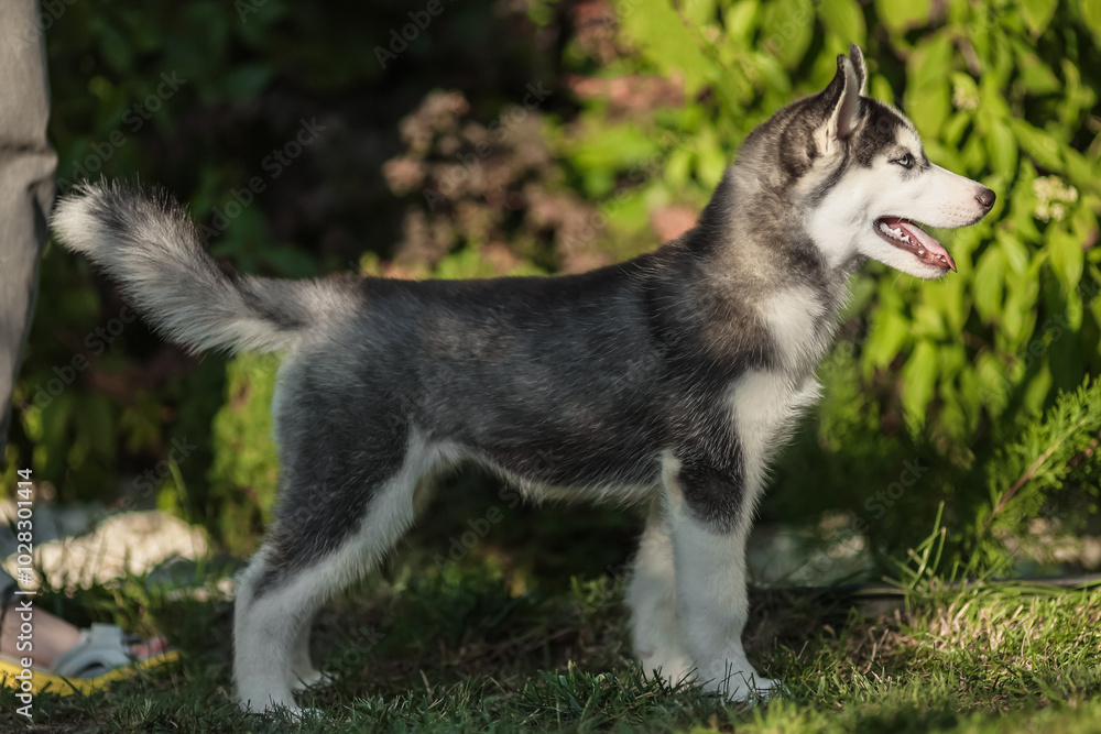 One Little cute puppy of Siberian husky dog outdoors One Little cute puppy of Siberian husky dog outdoors