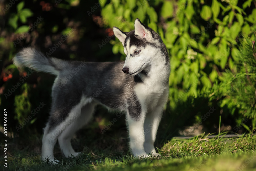 One Little cute puppy of Siberian husky dog outdoors One Little cute puppy of Siberian husky dog outdoors