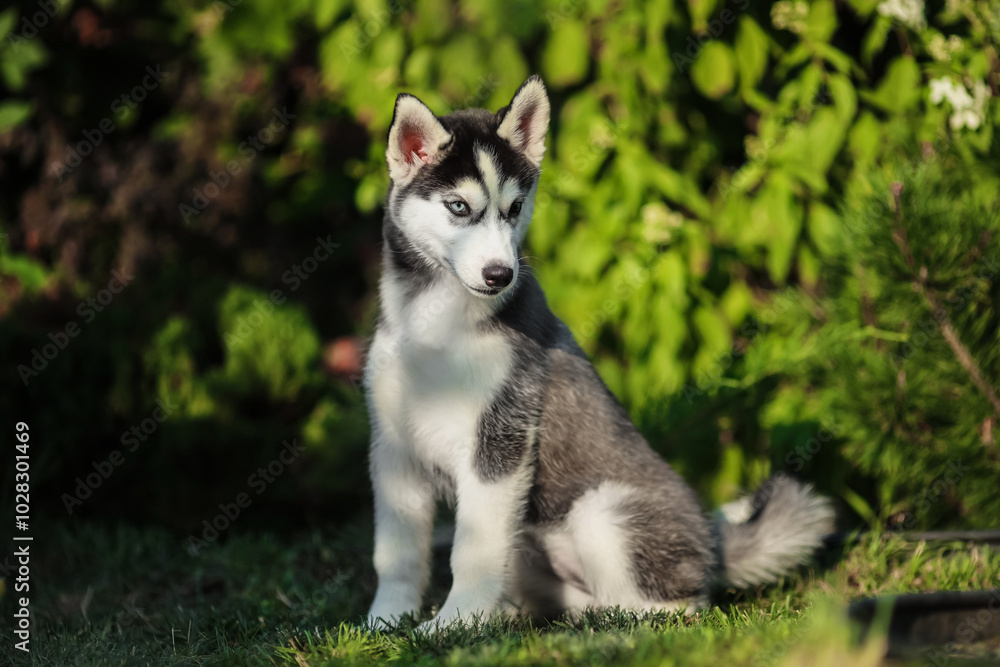 One Little cute puppy of Siberian husky dog outdoors One Little cute puppy of Siberian husky dog outdoors