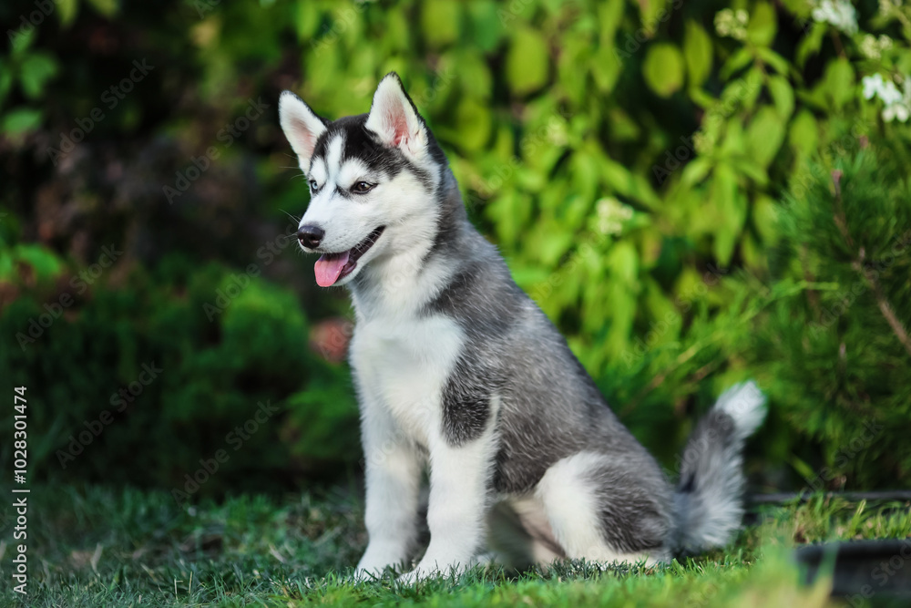 One Little cute puppy of Siberian husky dog outdoors One Little cute puppy of Siberian husky dog outdoors