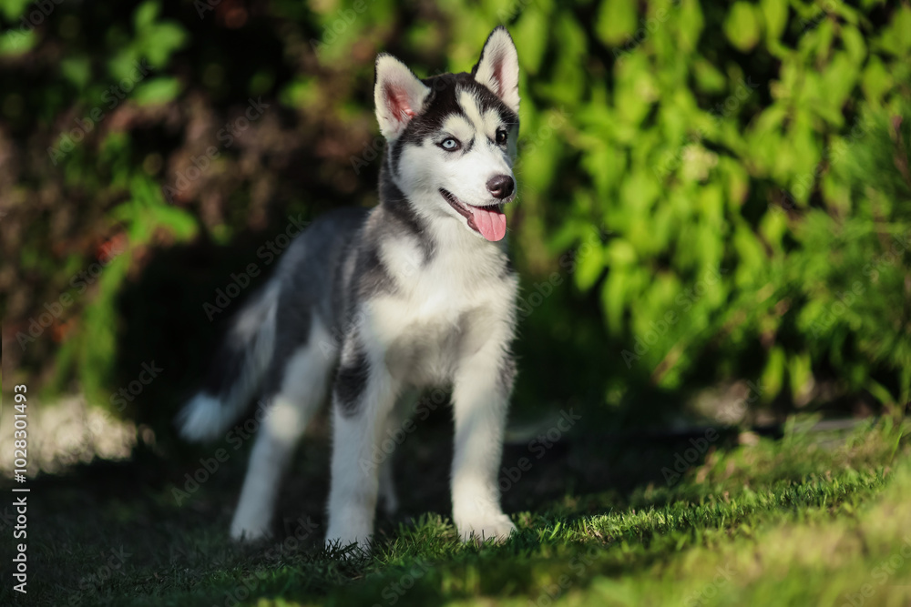 One Little cute puppy of Siberian husky dog outdoors One Little cute puppy of Siberian husky dog outdoors