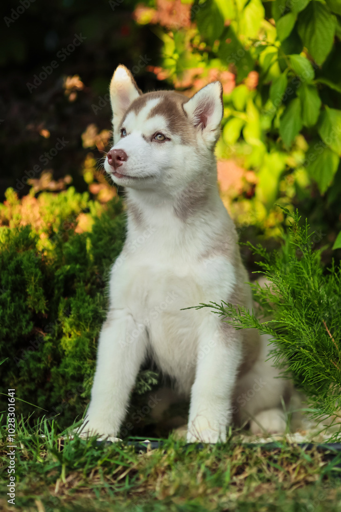 One Little cute puppy of Siberian husky dog outdoors One Little cute puppy of Siberian husky dog outdoors