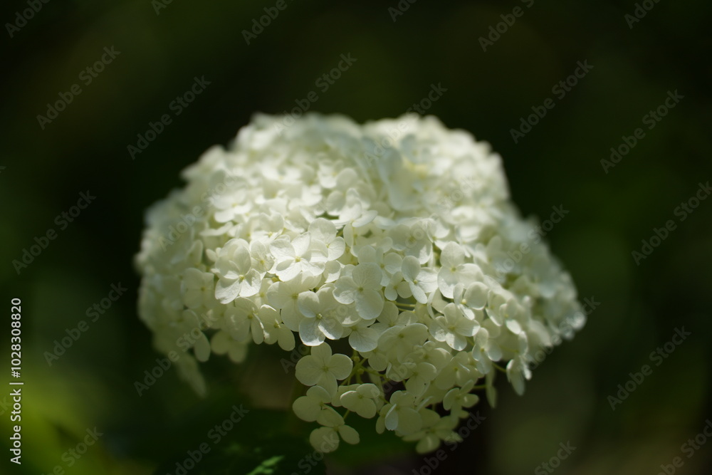 紫陽花 紫陽花