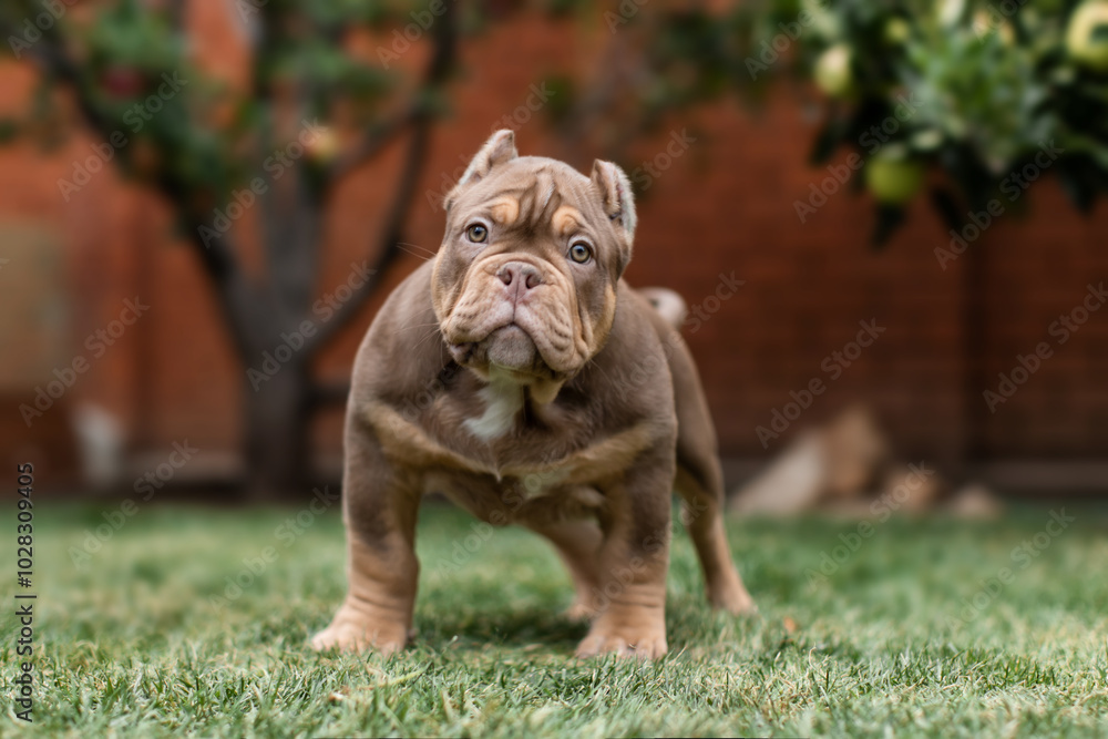 Cute little American bully puppy Cute little American bully puppy