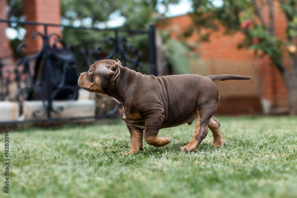 Cute little American bully puppy Cute little American bully puppy