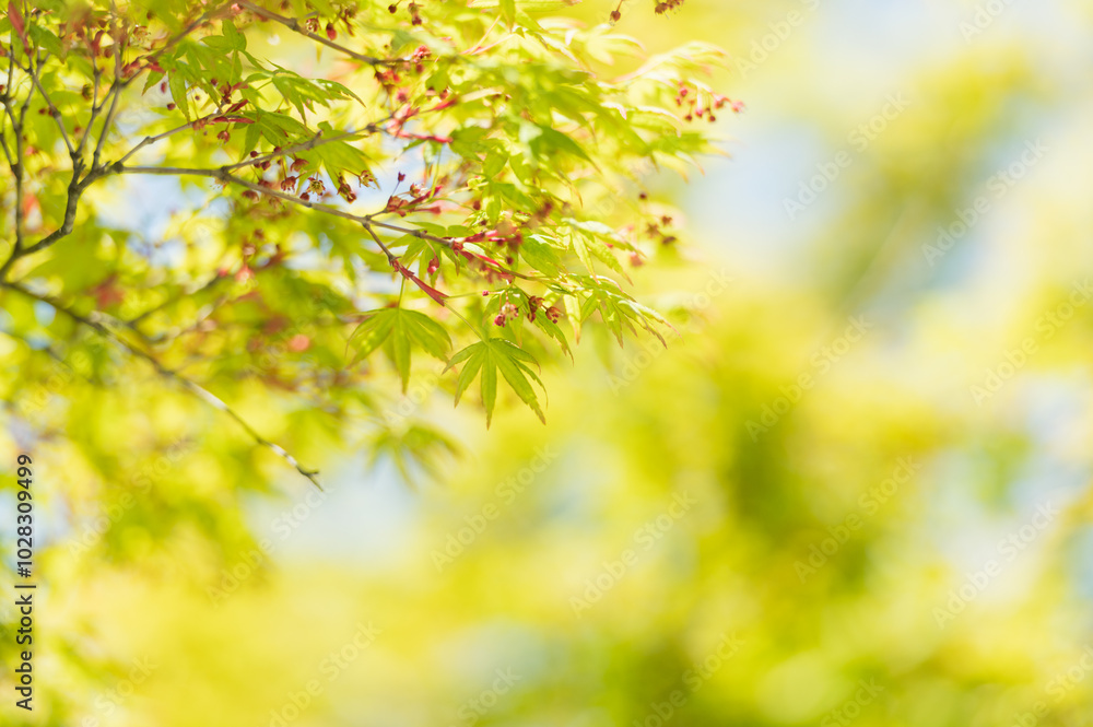 紅葉の若葉 紅葉の若葉