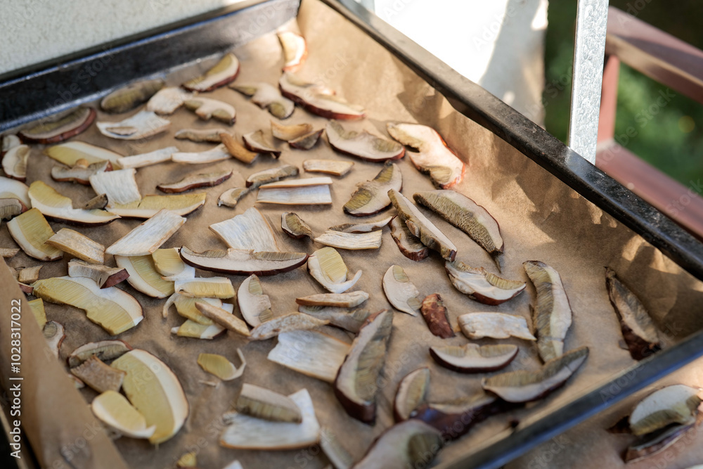 Drying mushrooms. Thinly sliced mushrooms spread on parchment paper and an oven tray dry in the sun on the balcony. Autumn vibes