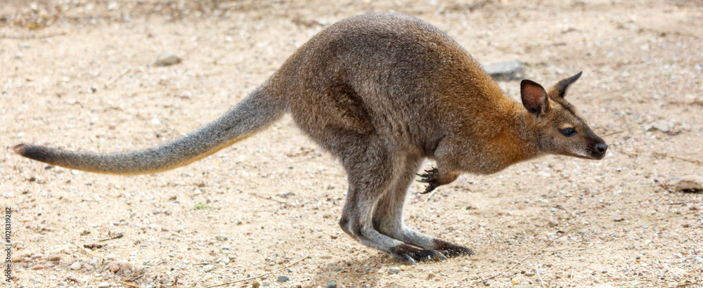 A kangaroo is jumping in the air A kangaroo is jumping in the air