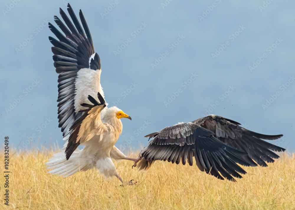 Fototapeta premium Egyptian vulture in natural habitat in Bulgaria