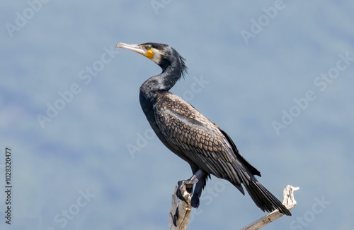 Konstfotografi Great Cormorant (Phalacrocorax carbo) in natural habitat