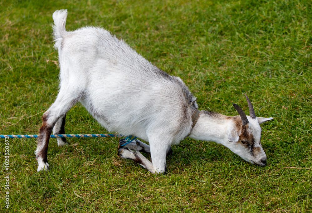 A goat is eating grass in a field A goat is eating grass in a field