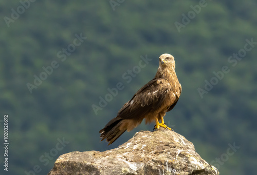 Black Kite in natural habitat