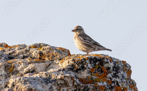 Rock Sparrow (Petronia petronia) in natural habitat photo