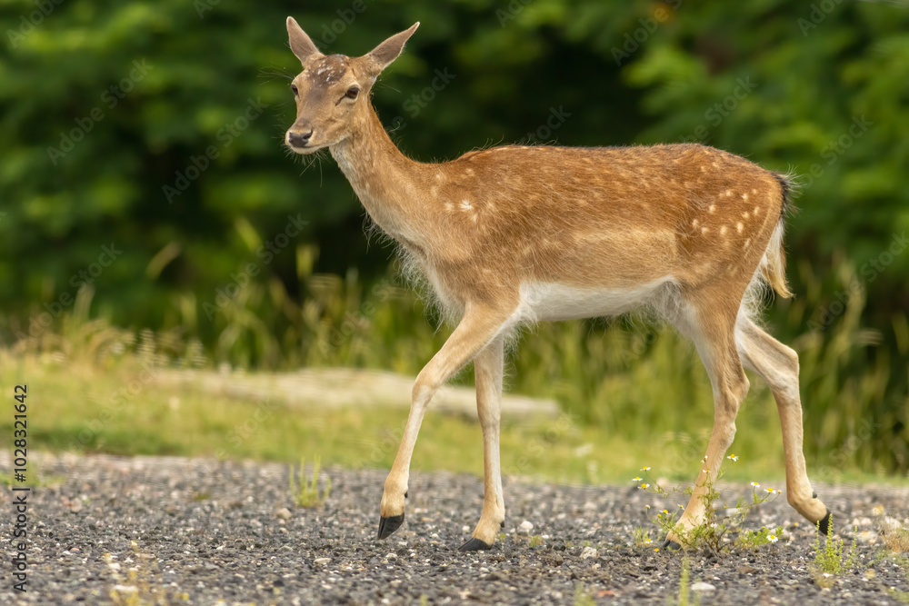 Female European fallow deer (Dama dama) walking Female European fallow deer (Dama dama) walking