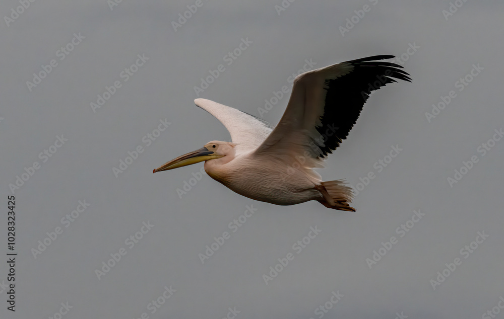 Obraz premium White Pelican of Kerkini Lake
