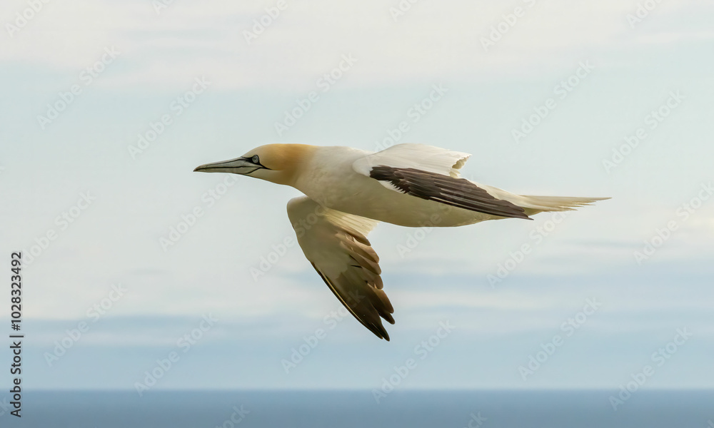 Fototapeta premium Northern Gannet on breeding rocks of Bempton cliffs, UK
