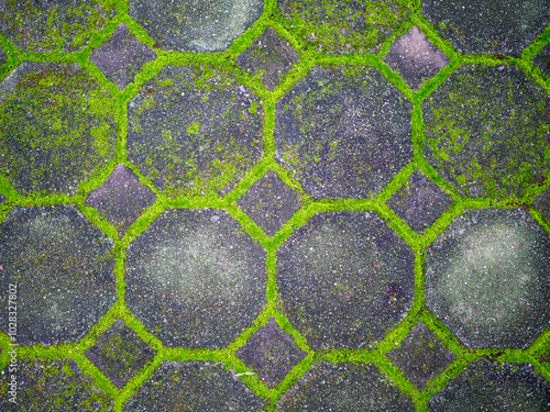 Moss on the cement block sidewalk photo