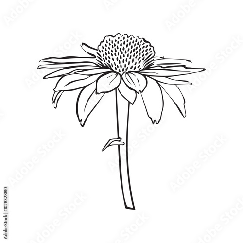 Echinacea Vector outline illustration. Hand drawn echinacea graphic clipart. Echinacea black line. Medicinal herb lineart drawing on background. Sketch of medicinal plant