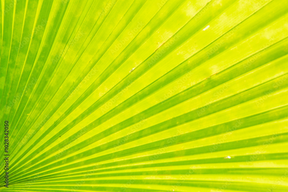 Palm Leaf Texture. A close-up of a green palm leaf texture Palm Leaf Texture. A close-up of a green palm leaf texture