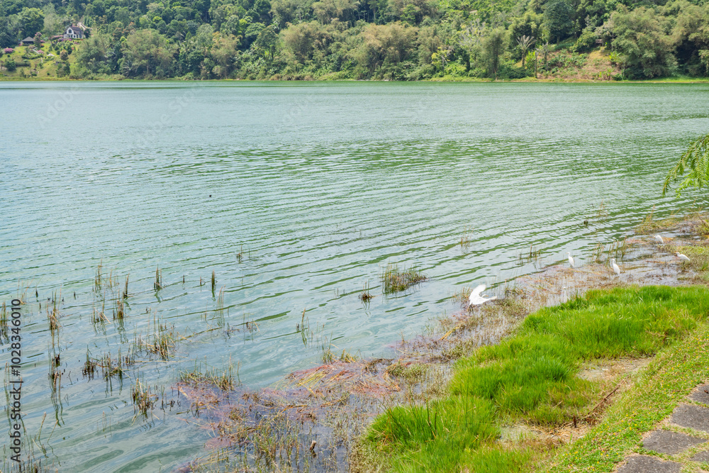 Tranquil Lake with White Birds. A serene lake with white birds on the shore and a grassy bank, Tranquil Lake with White Birds. A serene lake with white birds on the shore and a grassy bank,