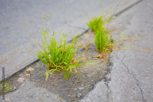 A plant is pushing through a crack in the asphalt. A weed. A hard-to-get-out plant. Life in spite of photo