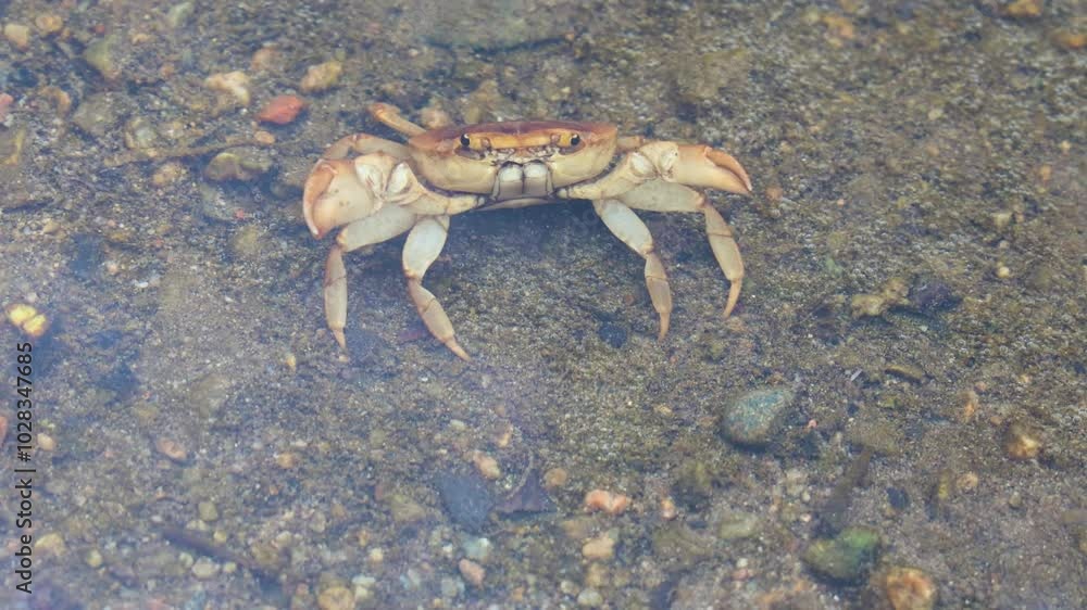 Crab in Fresh Clear Shallow River Water During Morning Crab in Fresh Clear Shallow River Water During Morning