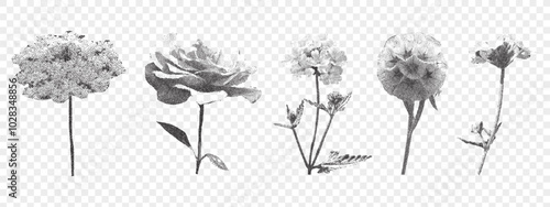 Set of retro photocopy flowers on transparent background. Rose, meadow flower. Vintage stipple effect.