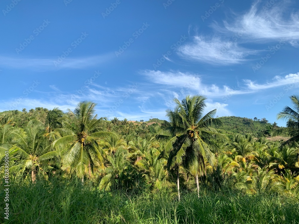 Tropical Paradise Palm Grove. A lush palm grove on a tropical island with clear blue skies and fluffy white clouds. Tropical Paradise Palm Grove. A lush palm grove on a tropical island with clear blue skies and fluffy white clouds.