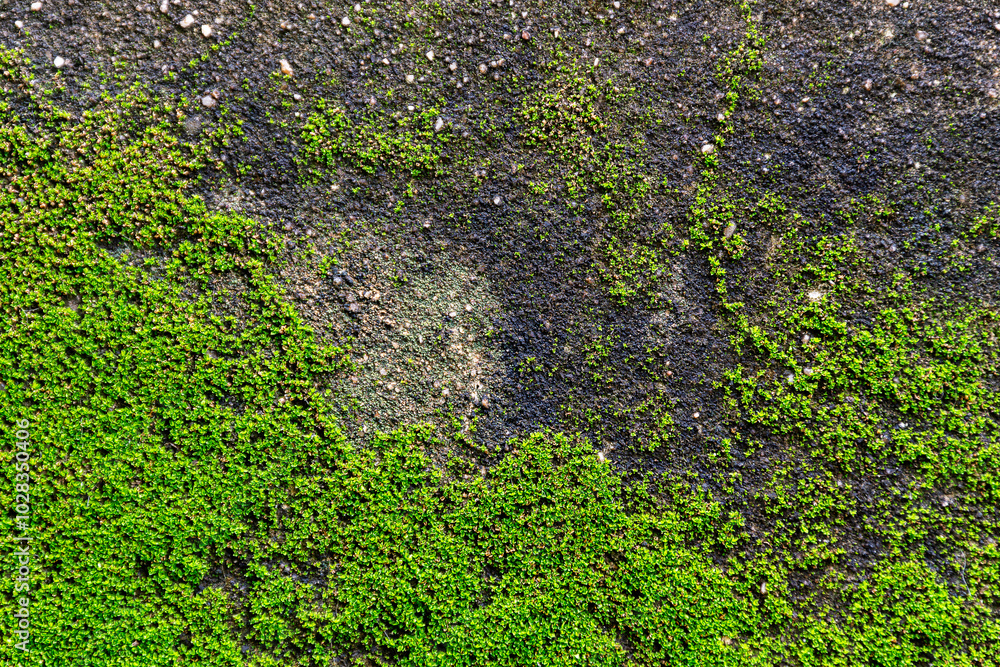 Green moss on cement wall Green moss on cement wall