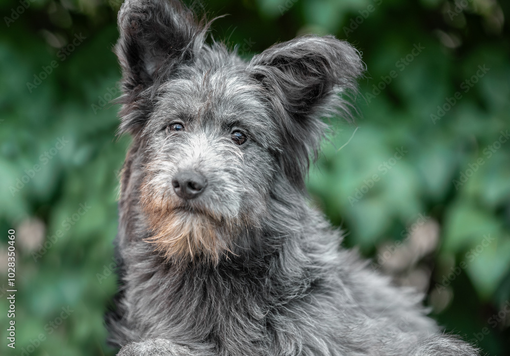 mongrel shaggy dog looking sadly at the camera against a background of green bushes mongrel shaggy dog looking sadly at the camera against a background of green bushes