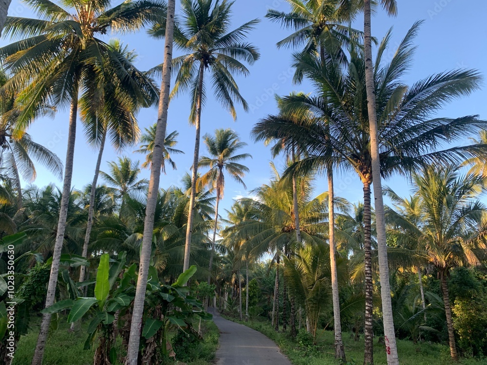 Palm Trees Pathway. A pathway winds through a dense grove of palm trees, bathed in the warm glow of sunlight. The scene is a breathtaking tropical paradise. Palm Trees Pathway. A pathway winds through a dense grove of palm trees, bathed in the warm glow of sunlight. The scene is a breathtaking tropical paradise.