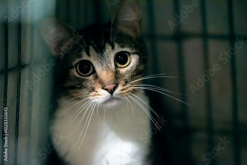 unfortunate cat in the dark cage looks sad