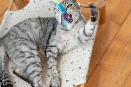 おもちゃで遊ぶ可愛い猫　サバトラ猫